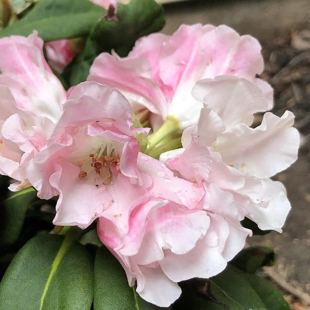 Yaku Princess Rhododendron – Sam Bridge at Home