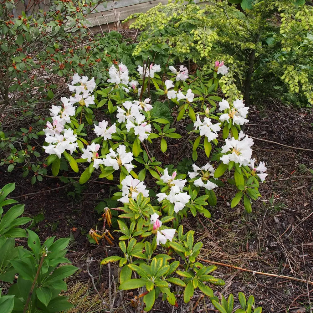 Yaku Princess Rhododendron Shrub