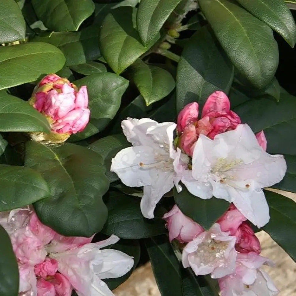 Yaku Princess Rhododendron Shrub