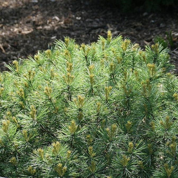 Pinus strobus 'Soft Touch' - Soft Touch White Pine