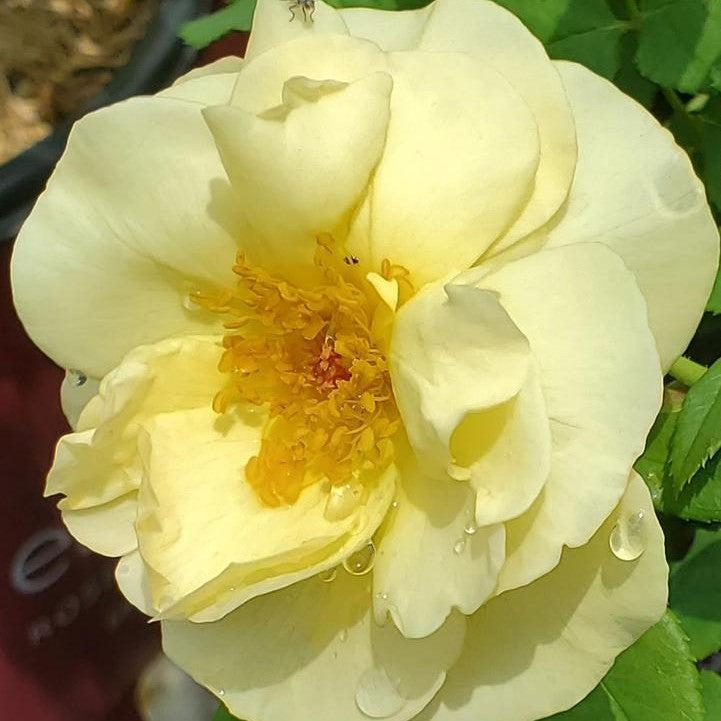 Rosa 'BAIage' - Easy Elegance® High Voltage Rose