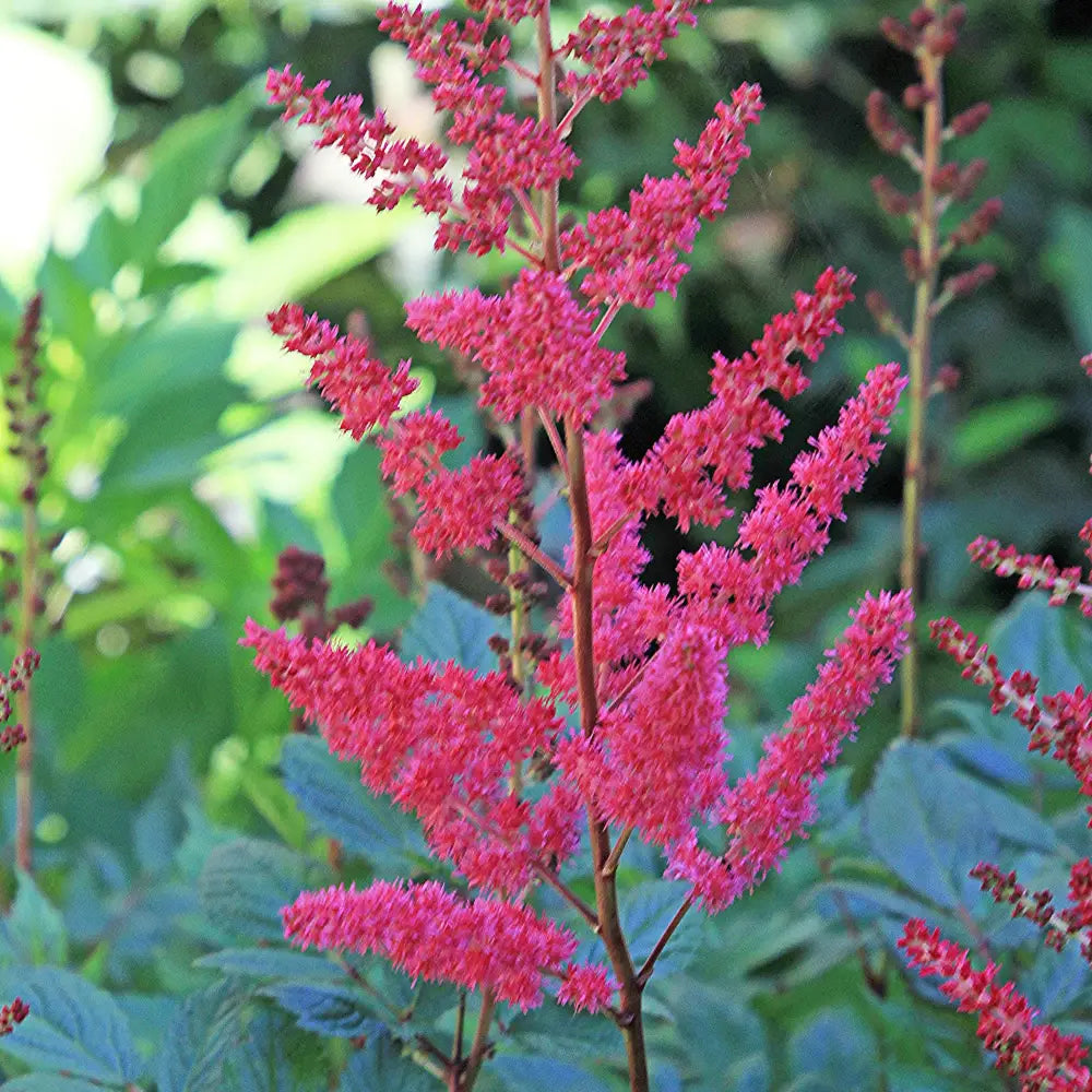 Younique™ Ruby Red Astilbe Perennial