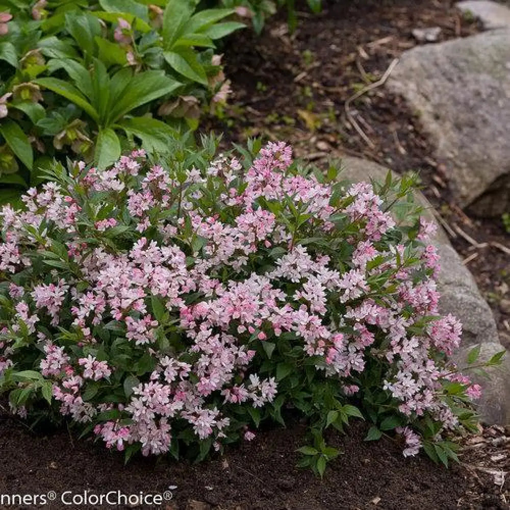 Yuki Cherry Blossom® Deutzia Shrub