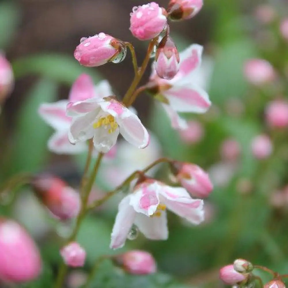 Yuki Cherry Blossom® Deutzia Shrub