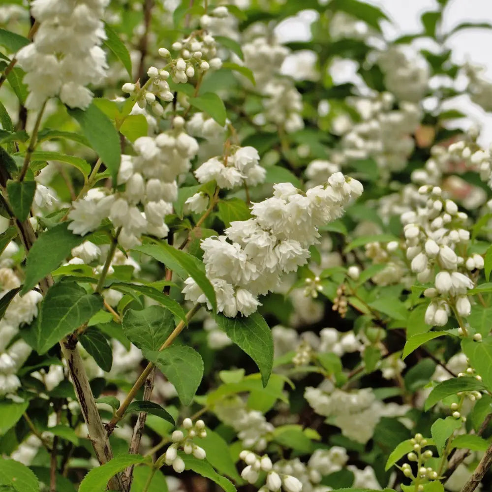 Yuki Snowflake® Deutzia Shrub