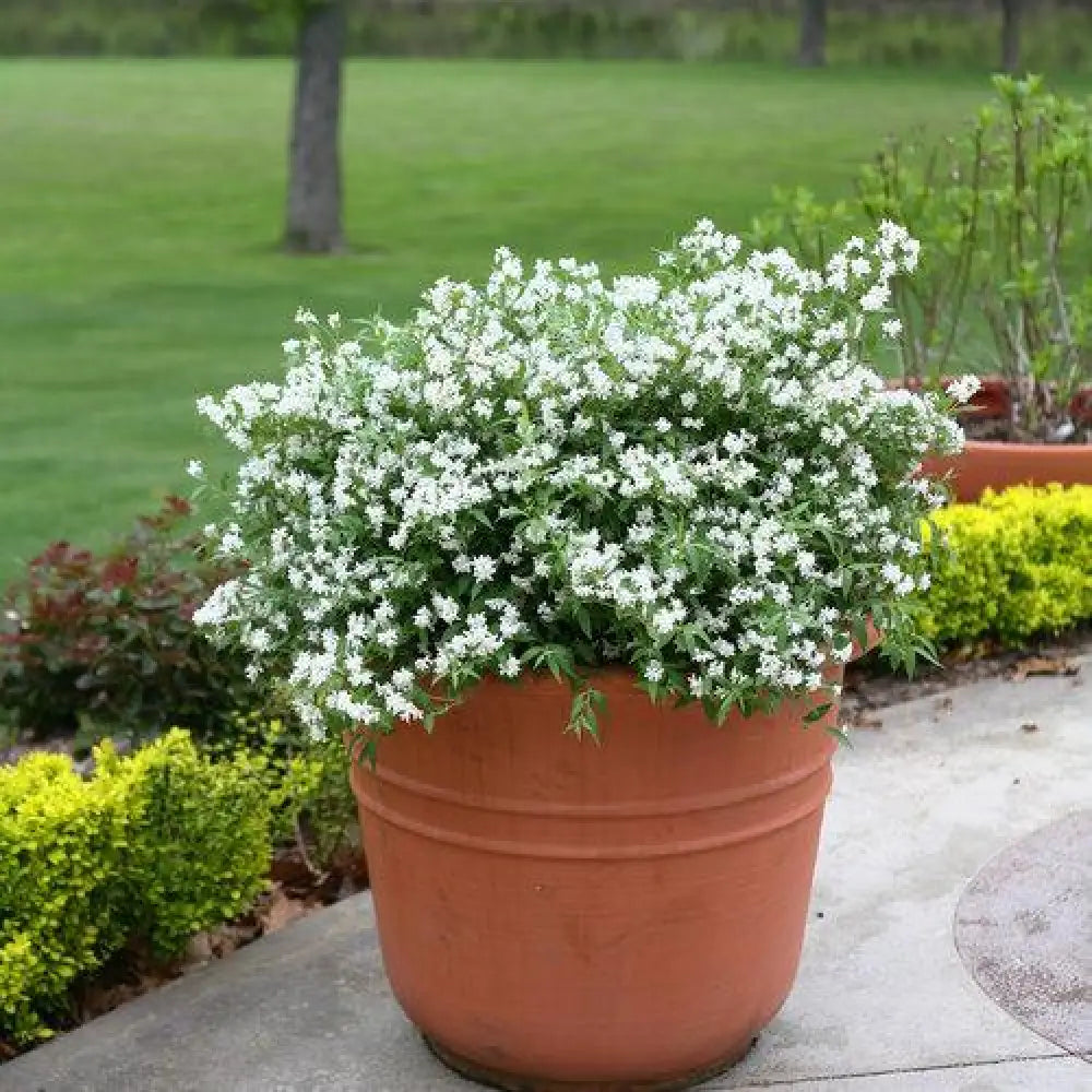 Yuki Snowflake® Deutzia Shrub