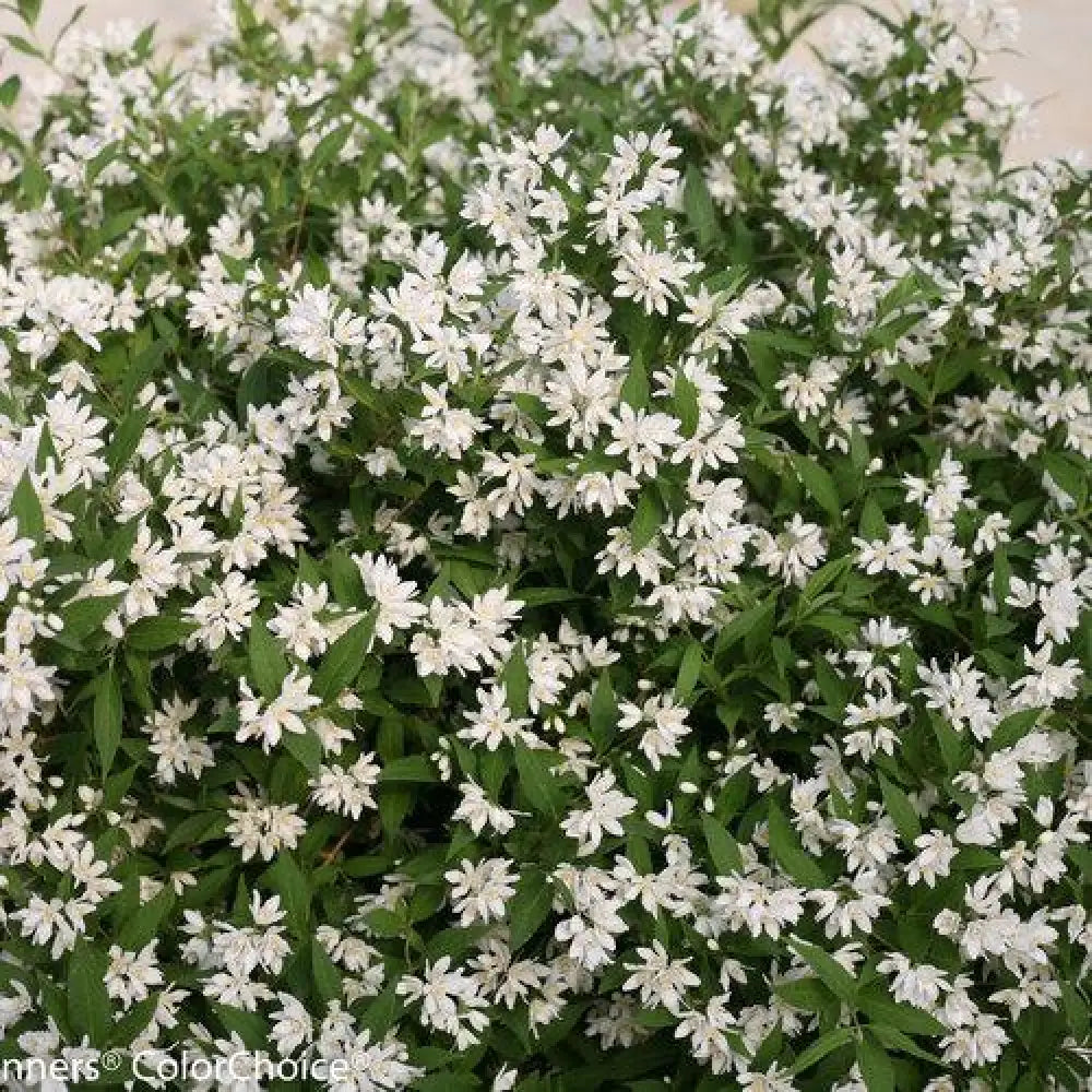 Yuki Snowflake® Deutzia Shrub