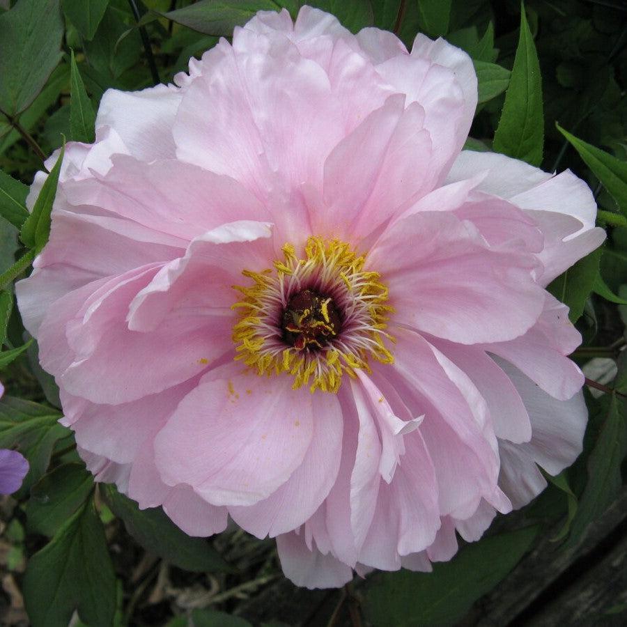 Paeonia 'First Arrival' - First Arrival Itoh Peony