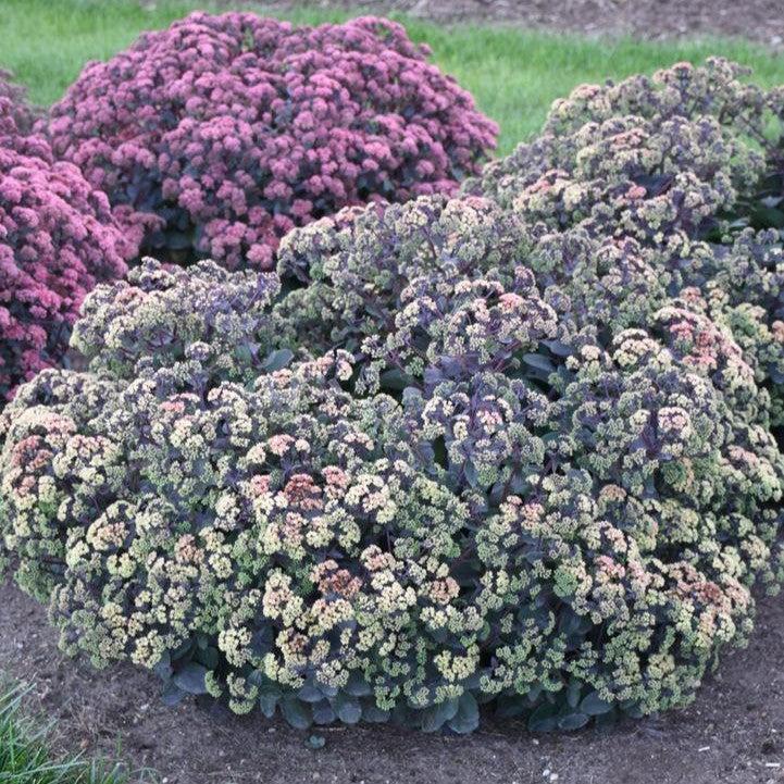 Sedum x 'Night Light' - Night Light Stonecrop