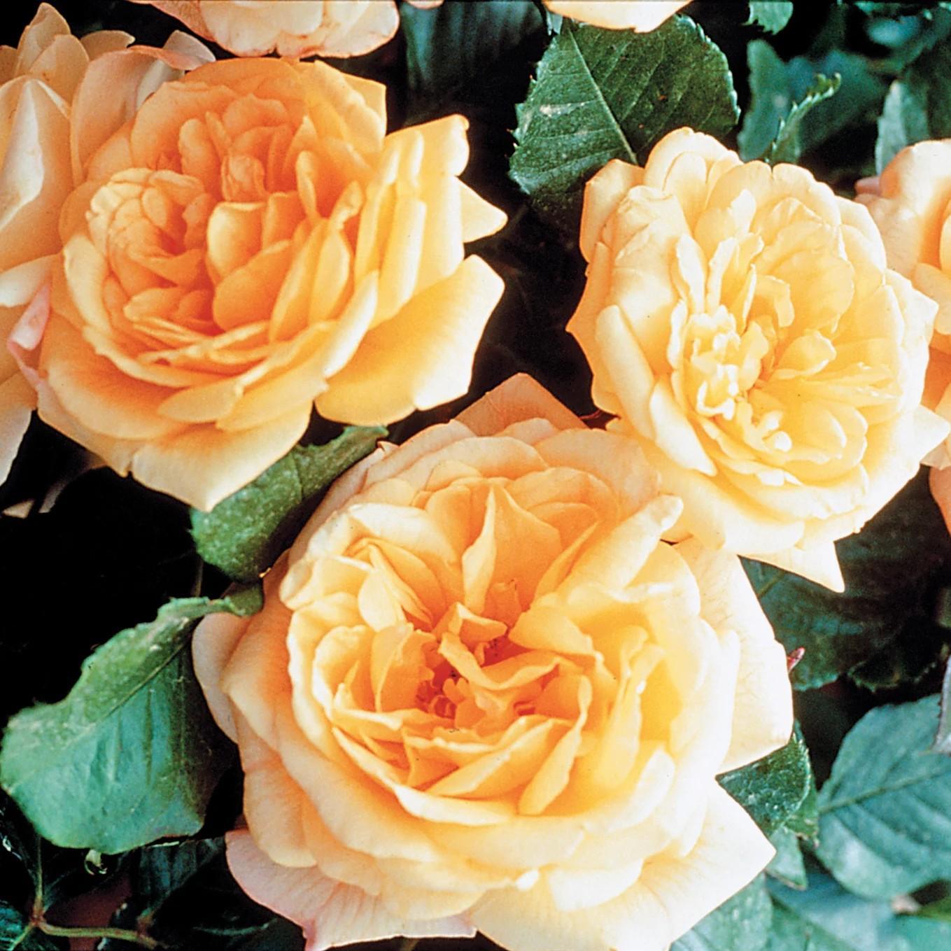 Rosa 'Meivaleir' - Garden Sun™ Climbing Rose
