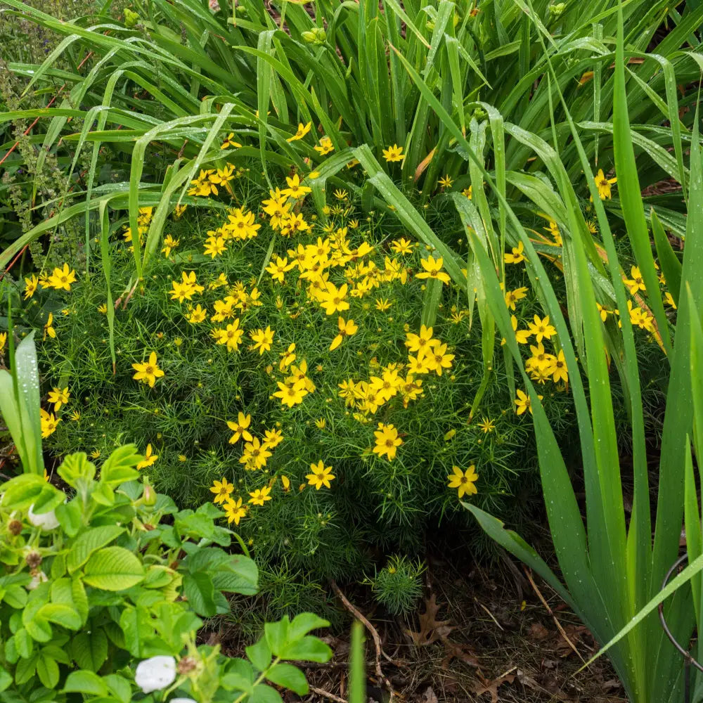 Zagreb Threadleaf Tickseed Perennial