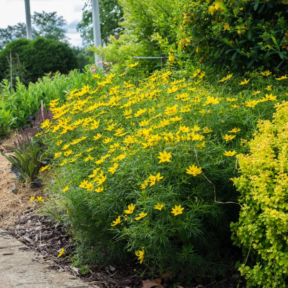 Zagreb Threadleaf Tickseed Perennial