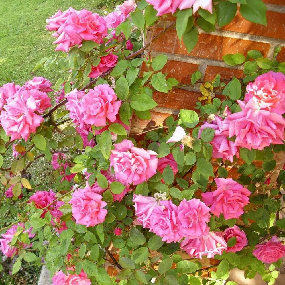 Zéphirine Drouhin Rose 3 GALLON Shrub