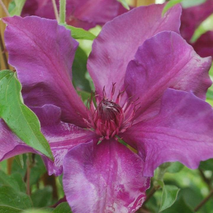 Clematis 'Evijo042' - Fleur™ Clematis