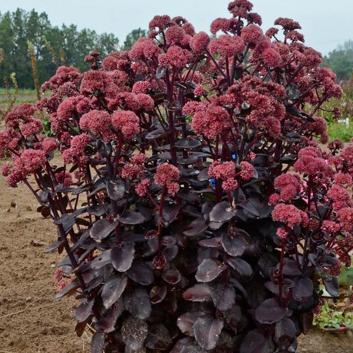Sedum 'Night Embers' - Night Embers Stonecrop