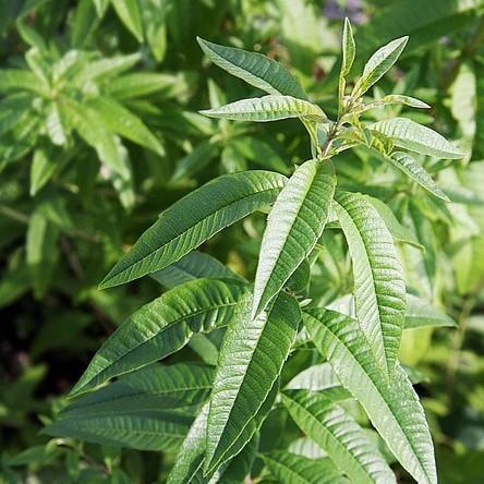 Aloysia triphylla - Lemon Beebrush, Lemon Verbena