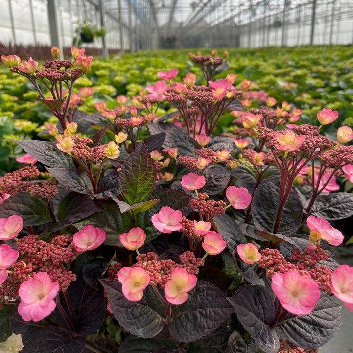 Plant Once, Enjoy Forever: The Magic of Perennial