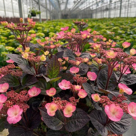 Plant Once, Enjoy Forever: The Magic of Perennial