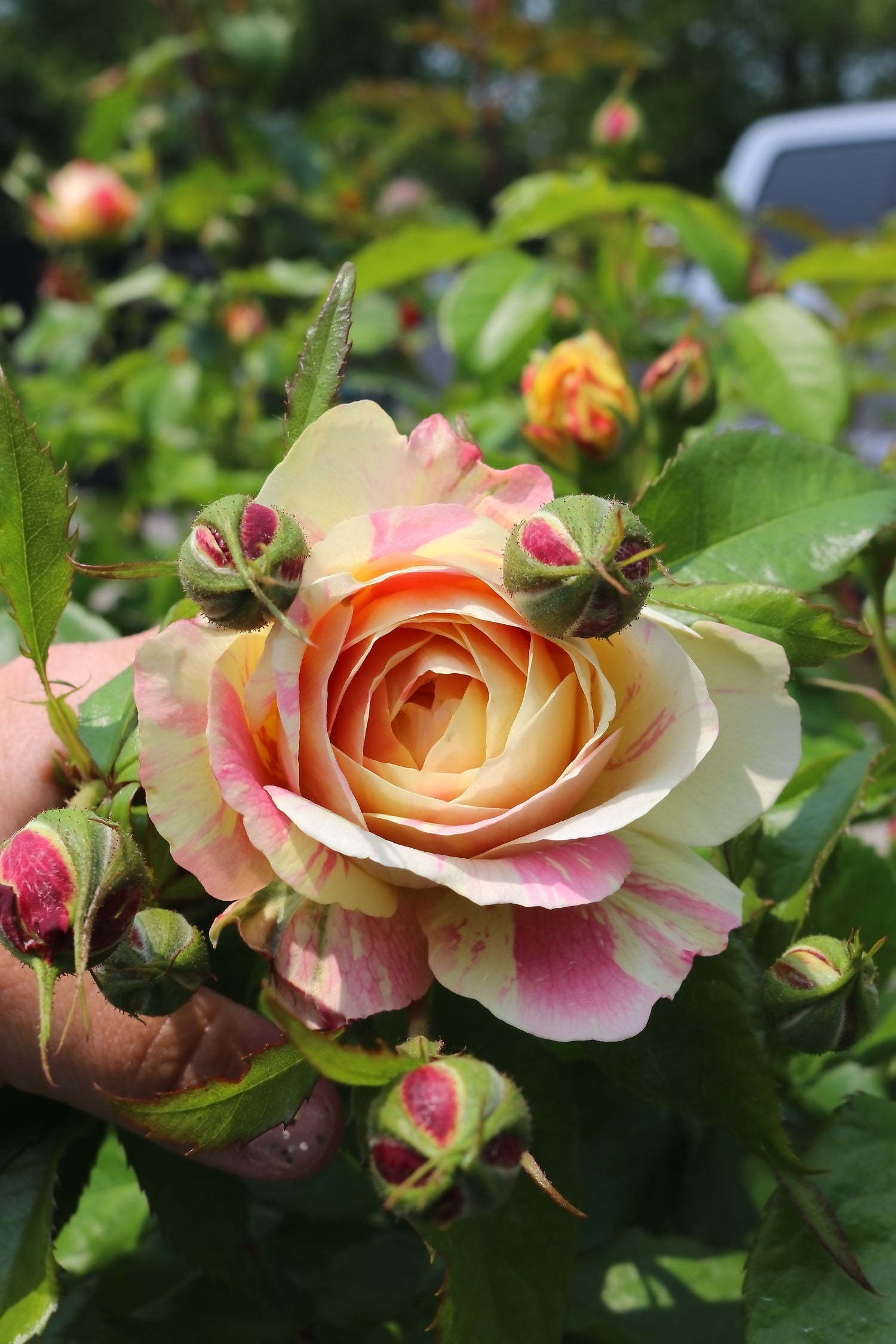 Roses