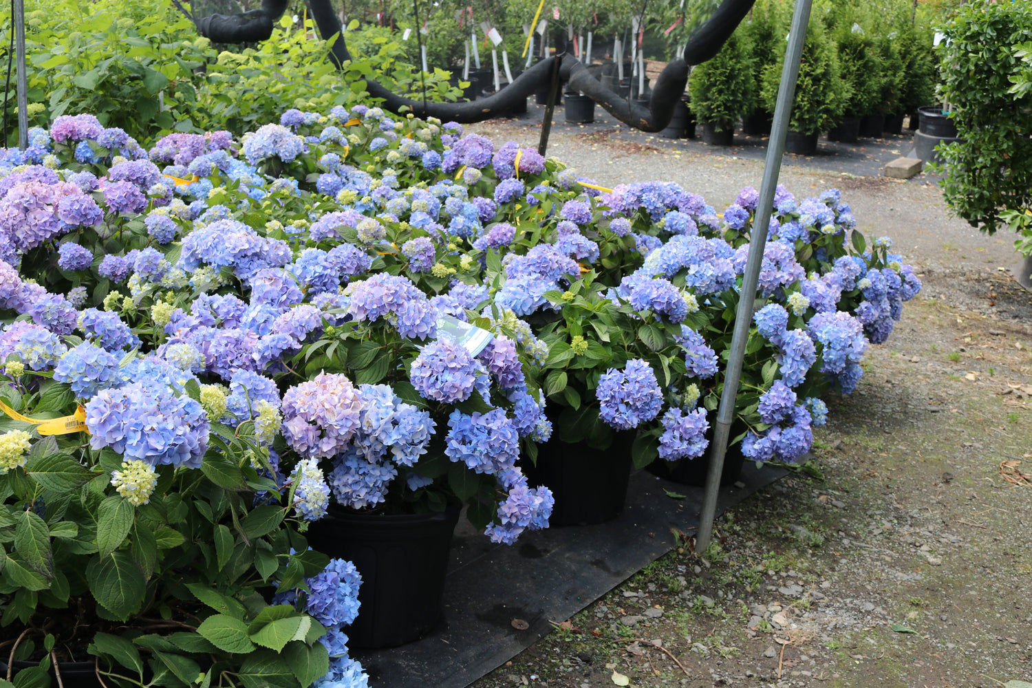 Shrubs