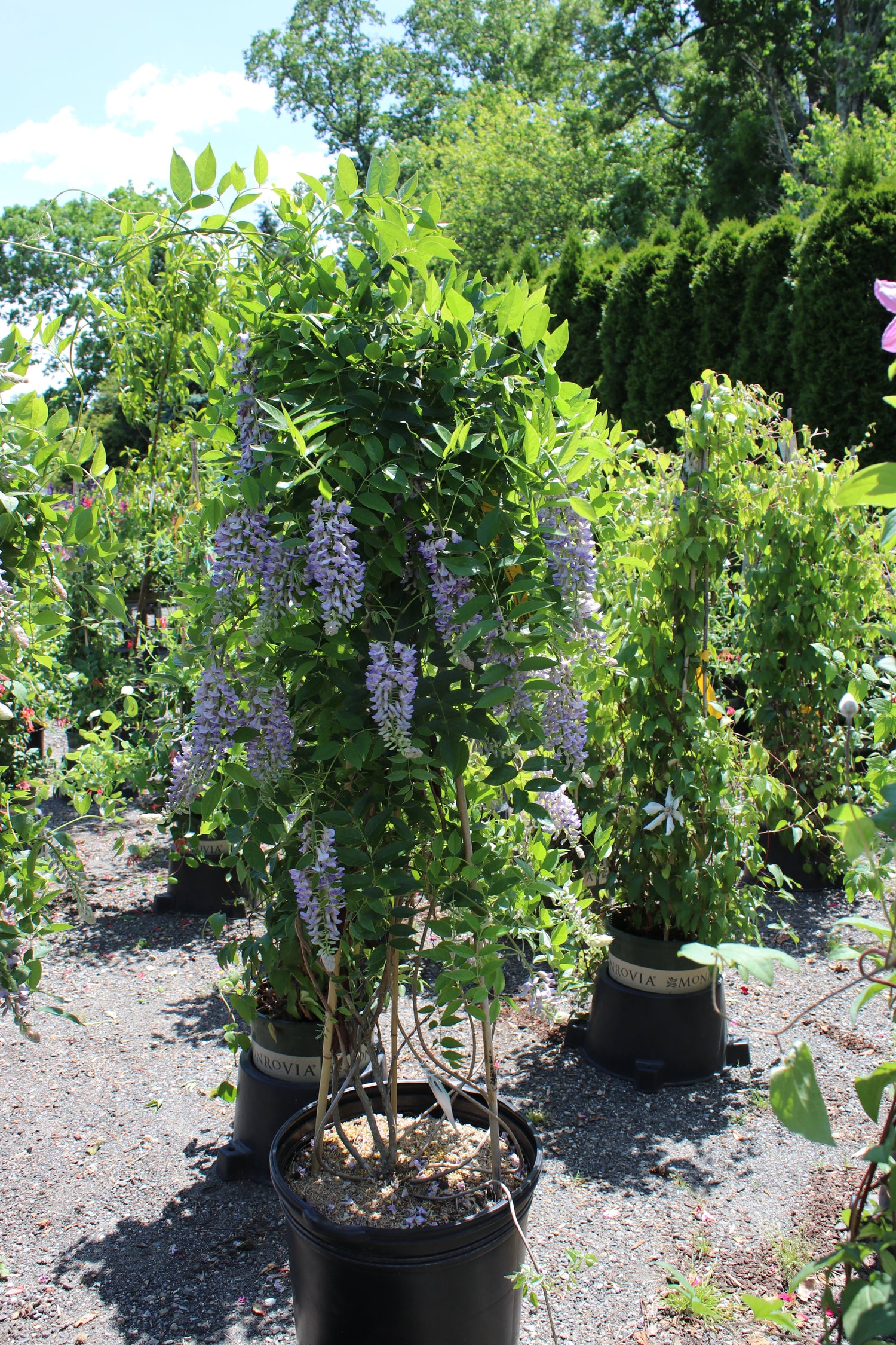 Vines