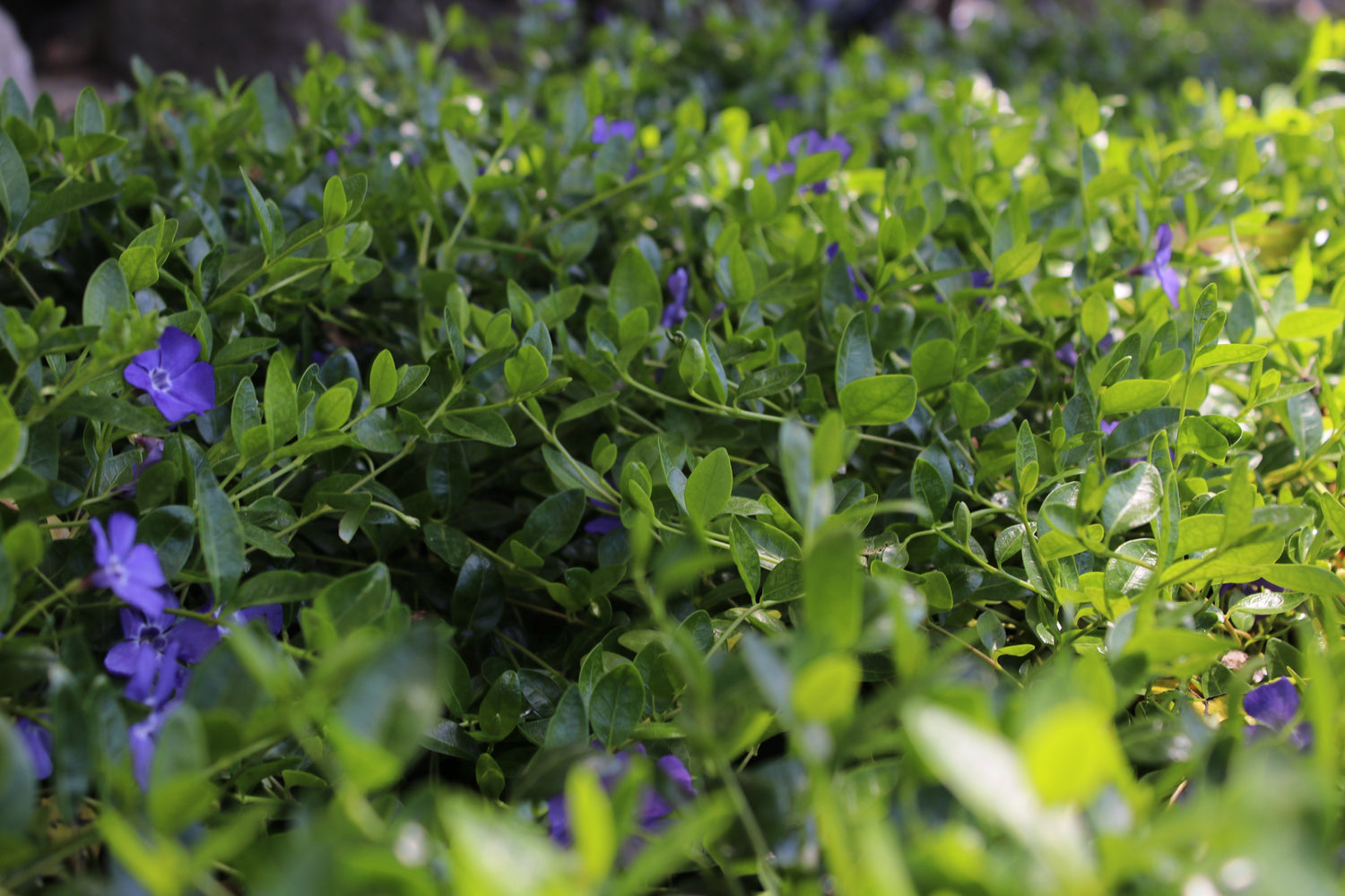 Ground Cover