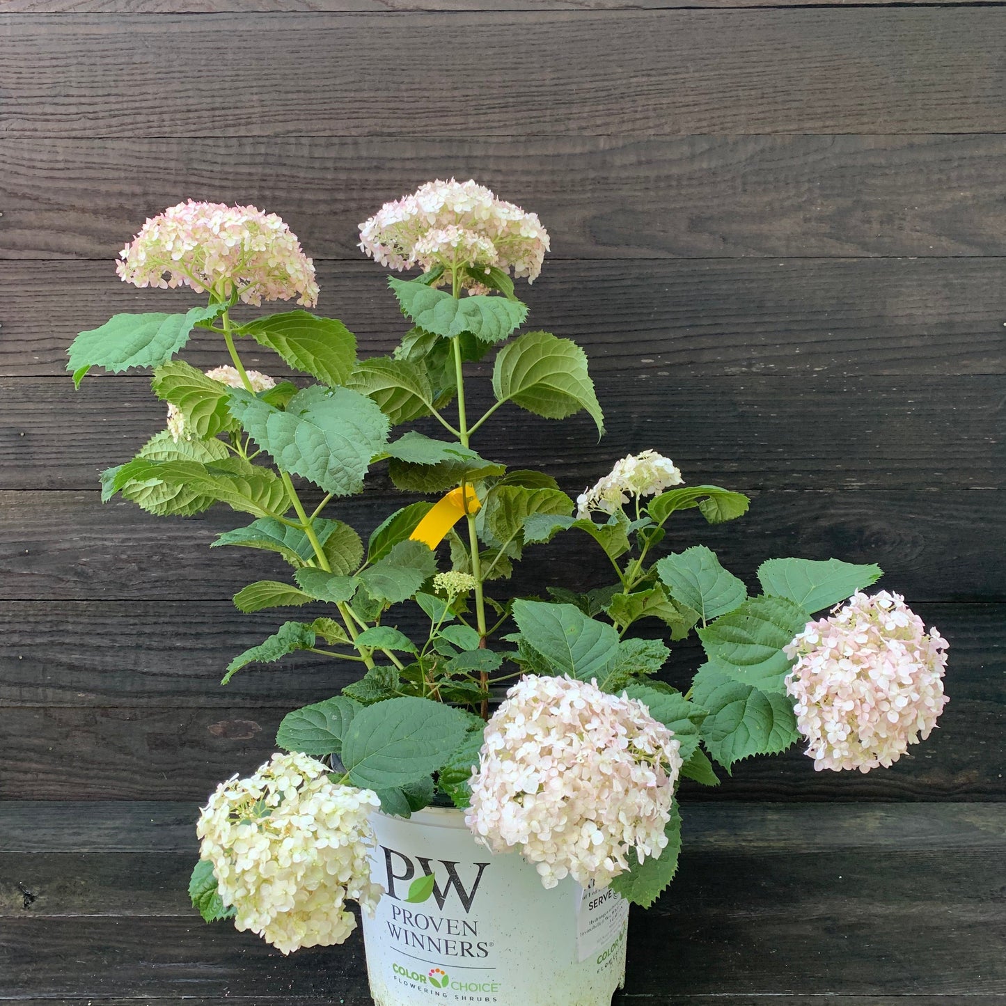 Invincibelle® Wee White Smooth Hydrangea