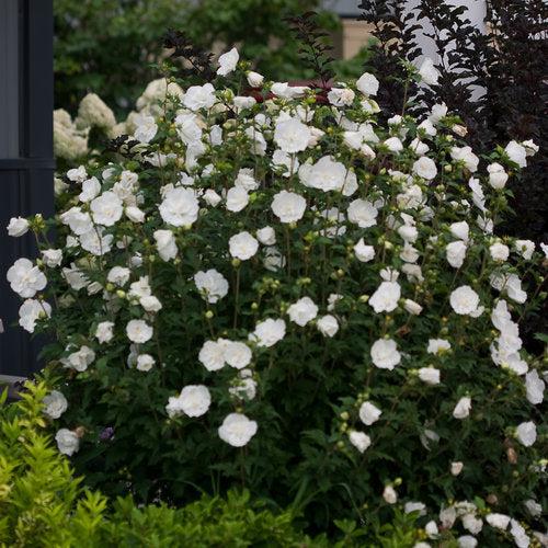 White Chiffon® Rose of Sharon