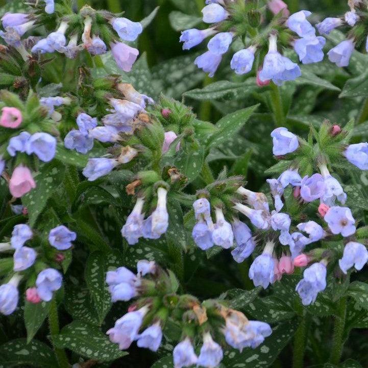 Pulmonaria 'Twinkle Toes'  - Twinkle Toes Lungwort