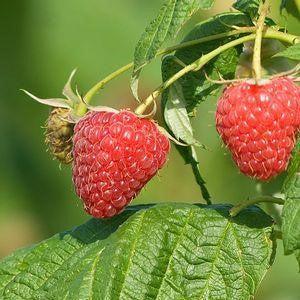 Rubus idaeus 'Polana'  - Polana Raspberry
