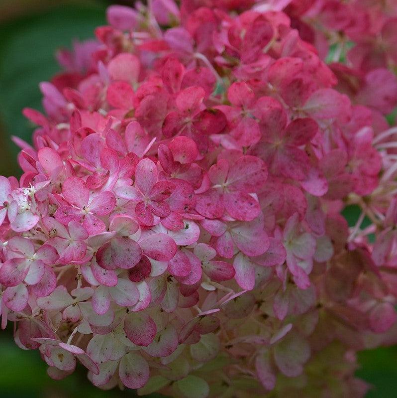 First Editions® Berry White® Hydrangea