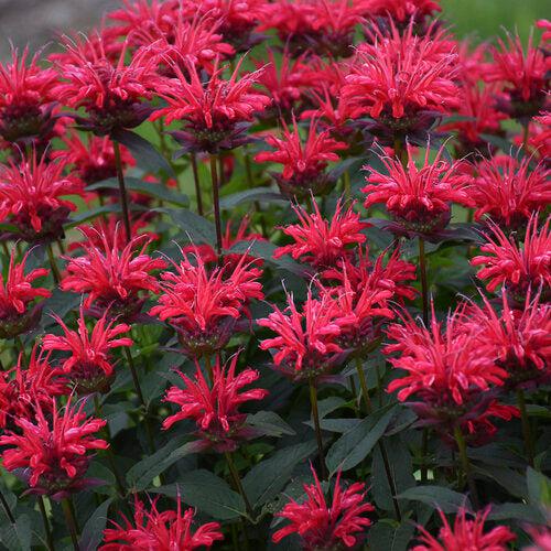 Monarda 'Red Velvet'  - PW® Upscale® Red Velvet Bee Balm