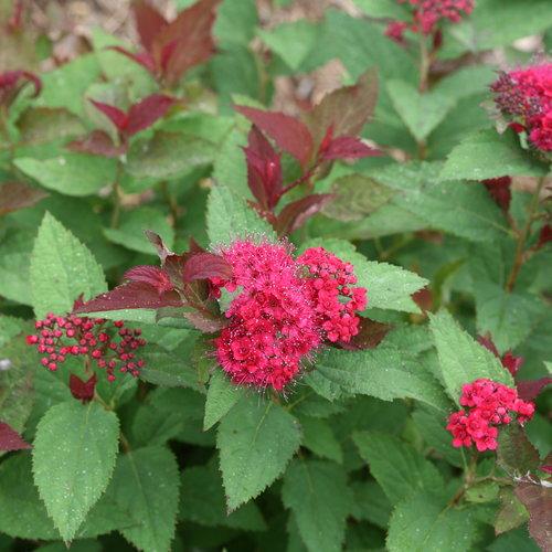 Double Play® Doozie Spirea