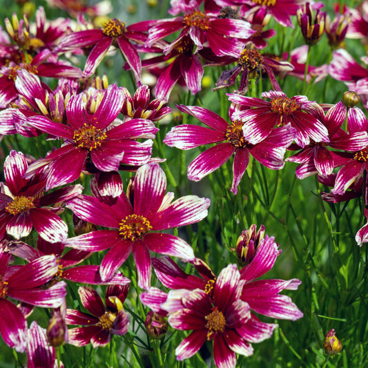 Coreopsis x verticillata 'Starstruck' PP28006  - Lil' Bang™ Starstruck Coreopsis