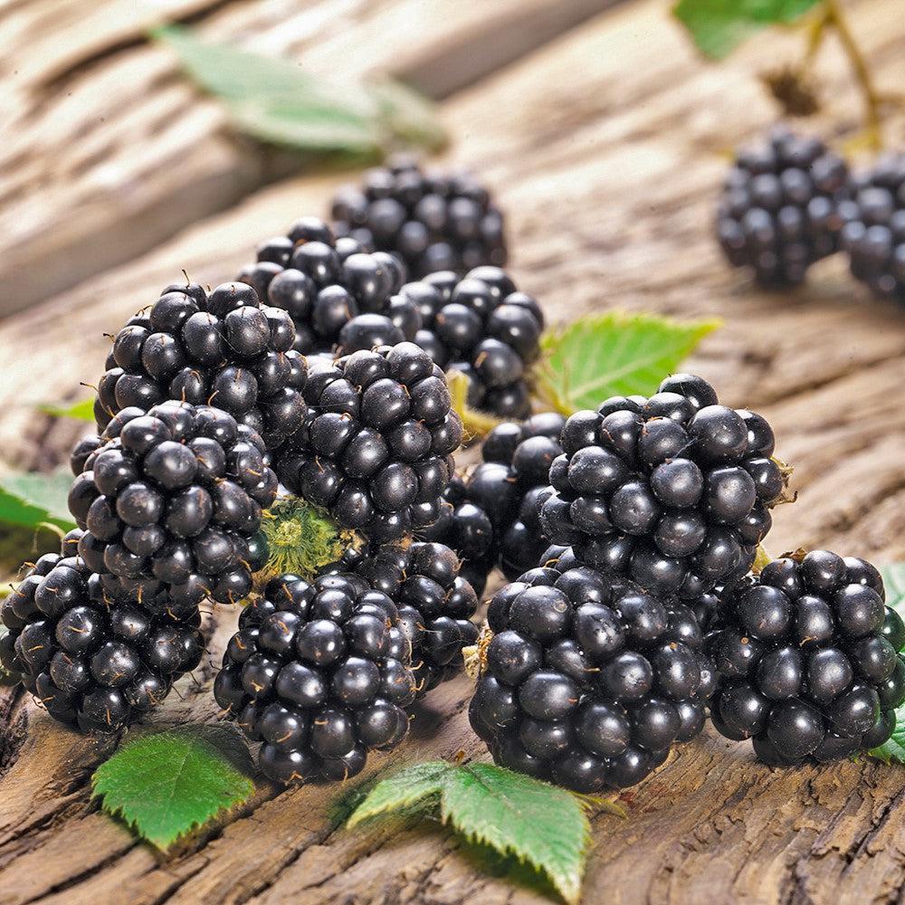 Chester Thornless Blackberry