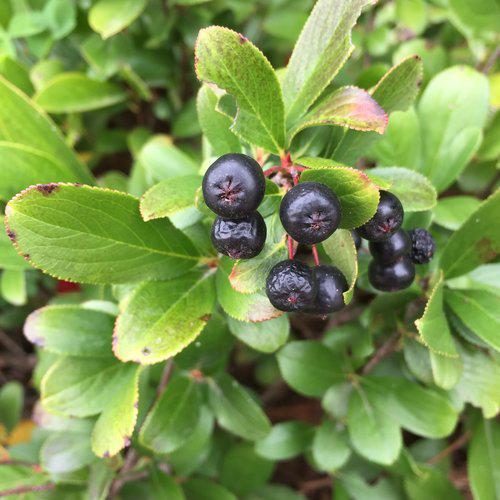 PW® Low Scape Mound® Aronia