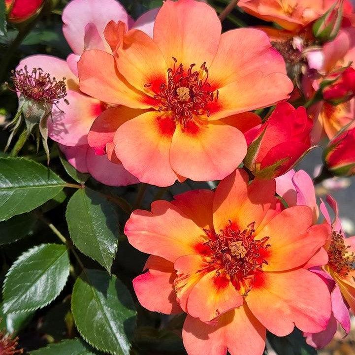 Rosa x 'Noa813219'  - Flower Carpet® Peach Rose