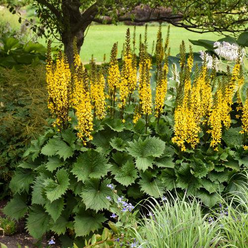 Ligularia 'Bottle Rocket'  - Bottle Rocket Leopard Plant
