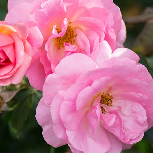Knock Out® Peachy Rose