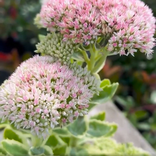 Sedum 'Frosted Fire'  - Frosted Fire Stonecrop