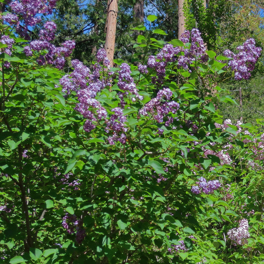 Pocahontas Lilac
