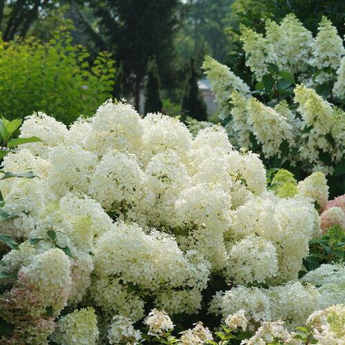 PW® Puffer Fish® Hydrangea