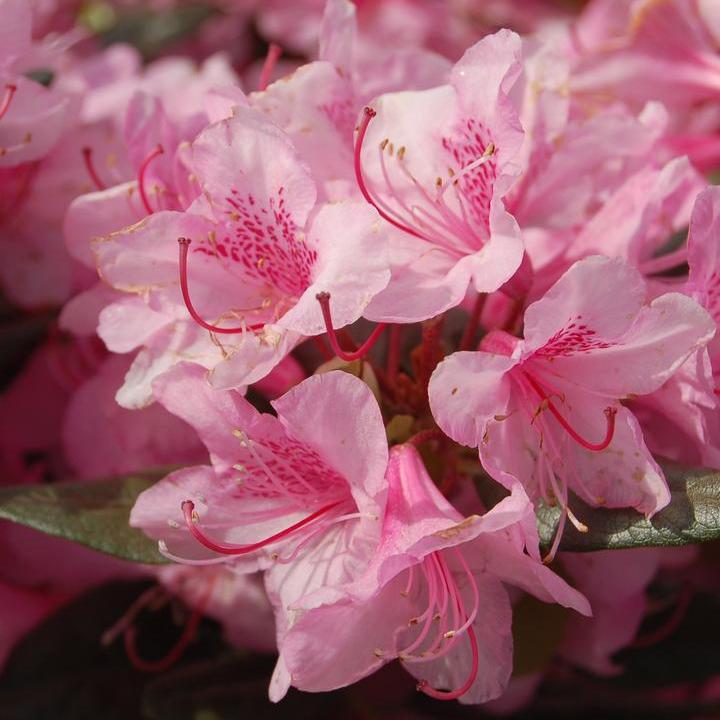 Rhododendron 'Aglo Rhododendron'  - Aglo Rhododendron