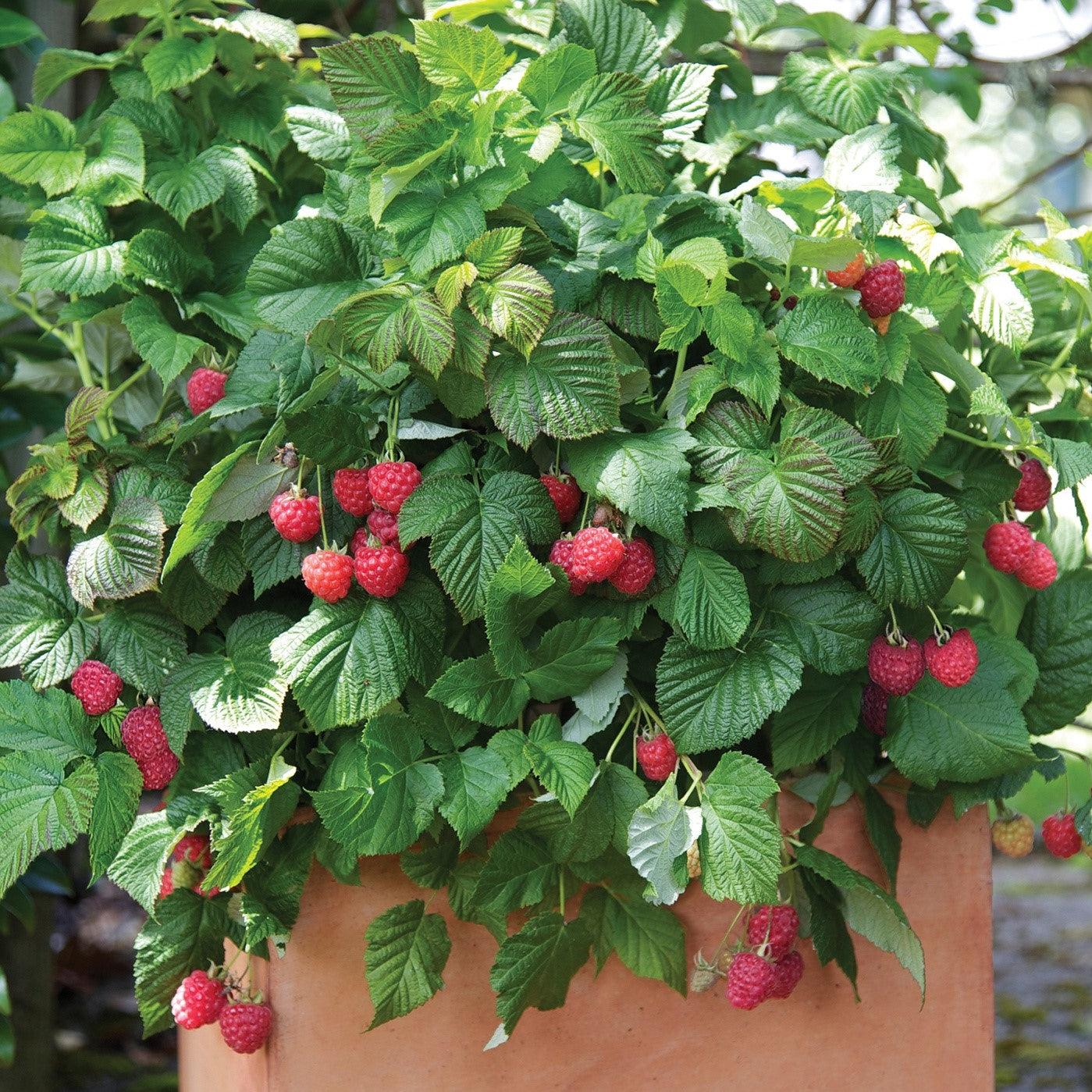 Shortcake® Raspberry