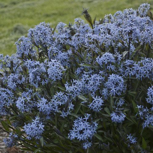 Storm Cloud Blue Star