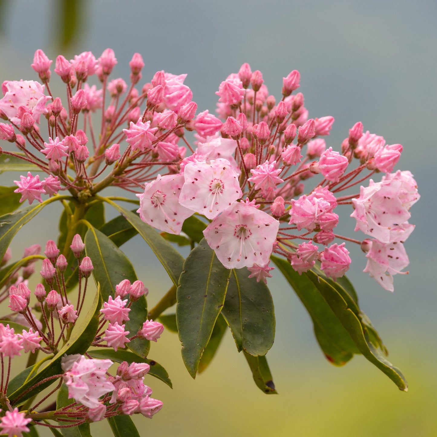 Tinkerbell Mountain Laurel
