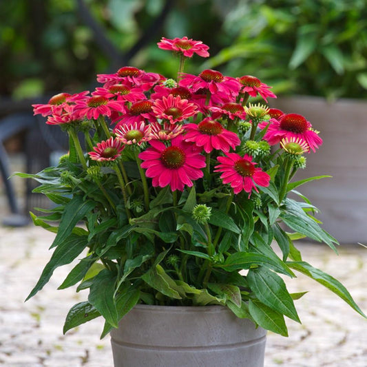 Echinacea purpurea 'SunMagic Vintage Lipstick'  - SunMagic® Vintage Lipstick Echinacea
