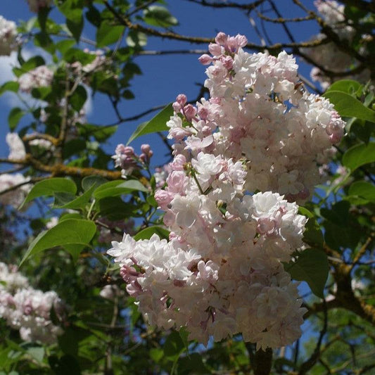 Beauty Of Moscow Lilac