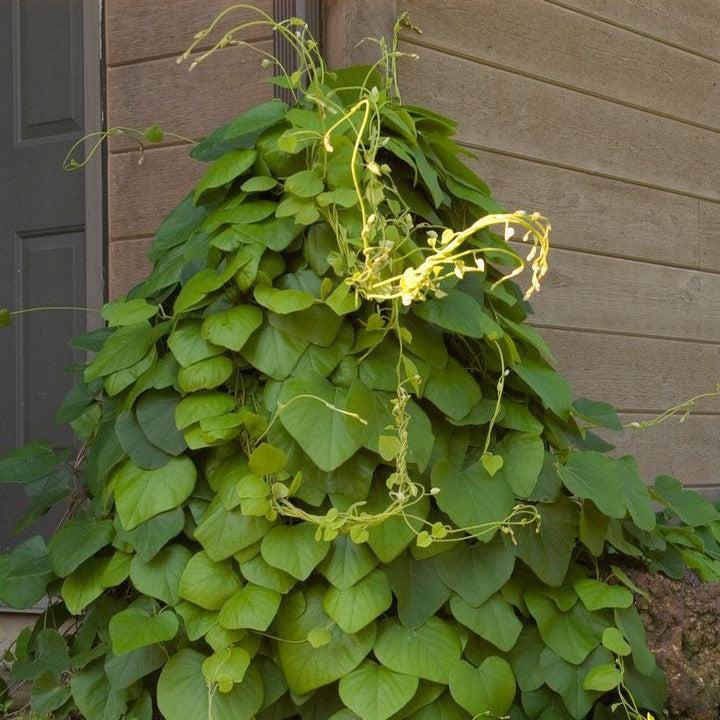 Aristolochia macrophylla  - Dutchman's Pipe, Pipevine