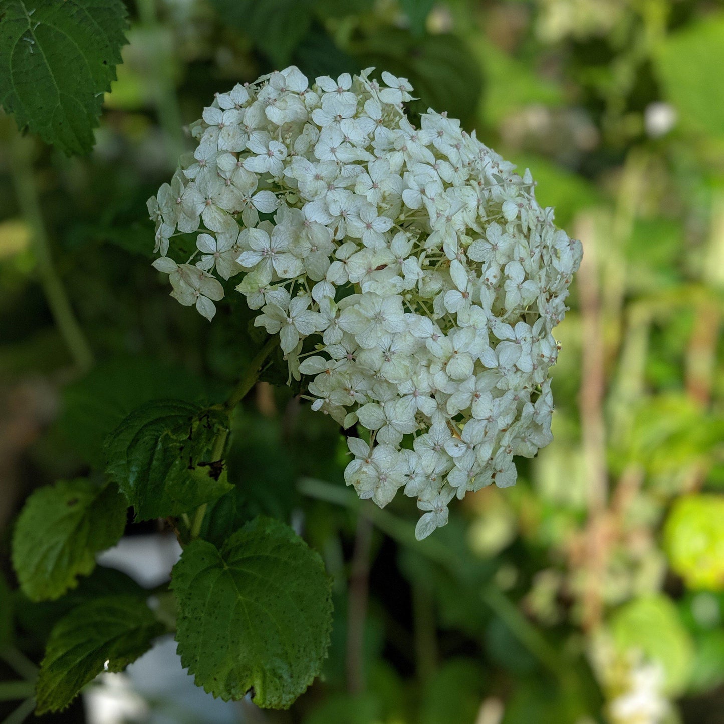 Invincibelle® Wee White Smooth Hydrangea